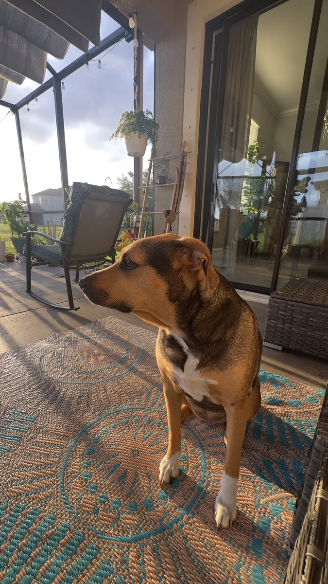 Luna’s Mother tweet media