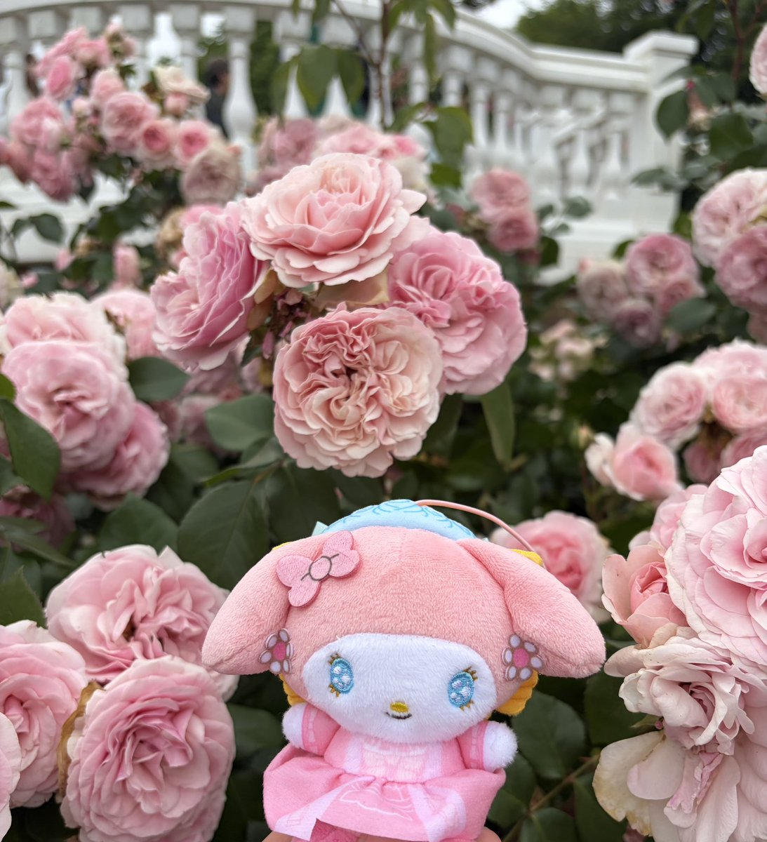 たかちゃん様【バラ】 初の京成バラ園だったので、写真を撮りまくりました！膨大な量なので
