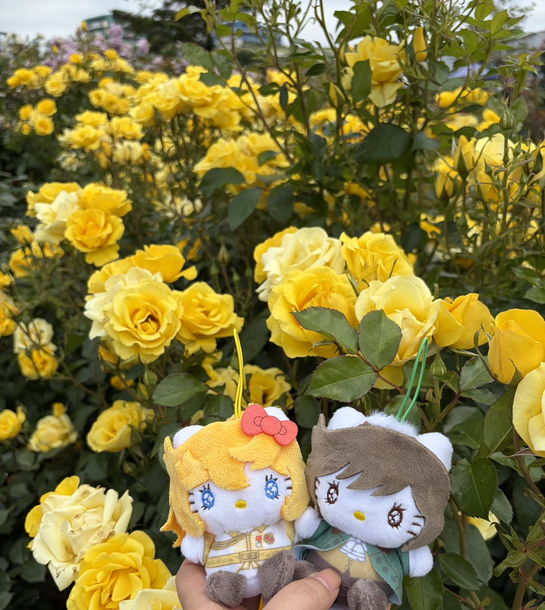 たかちゃん様【バラ】 初の京成バラ園だったので、写真を撮りまくりました！膨大な量なので