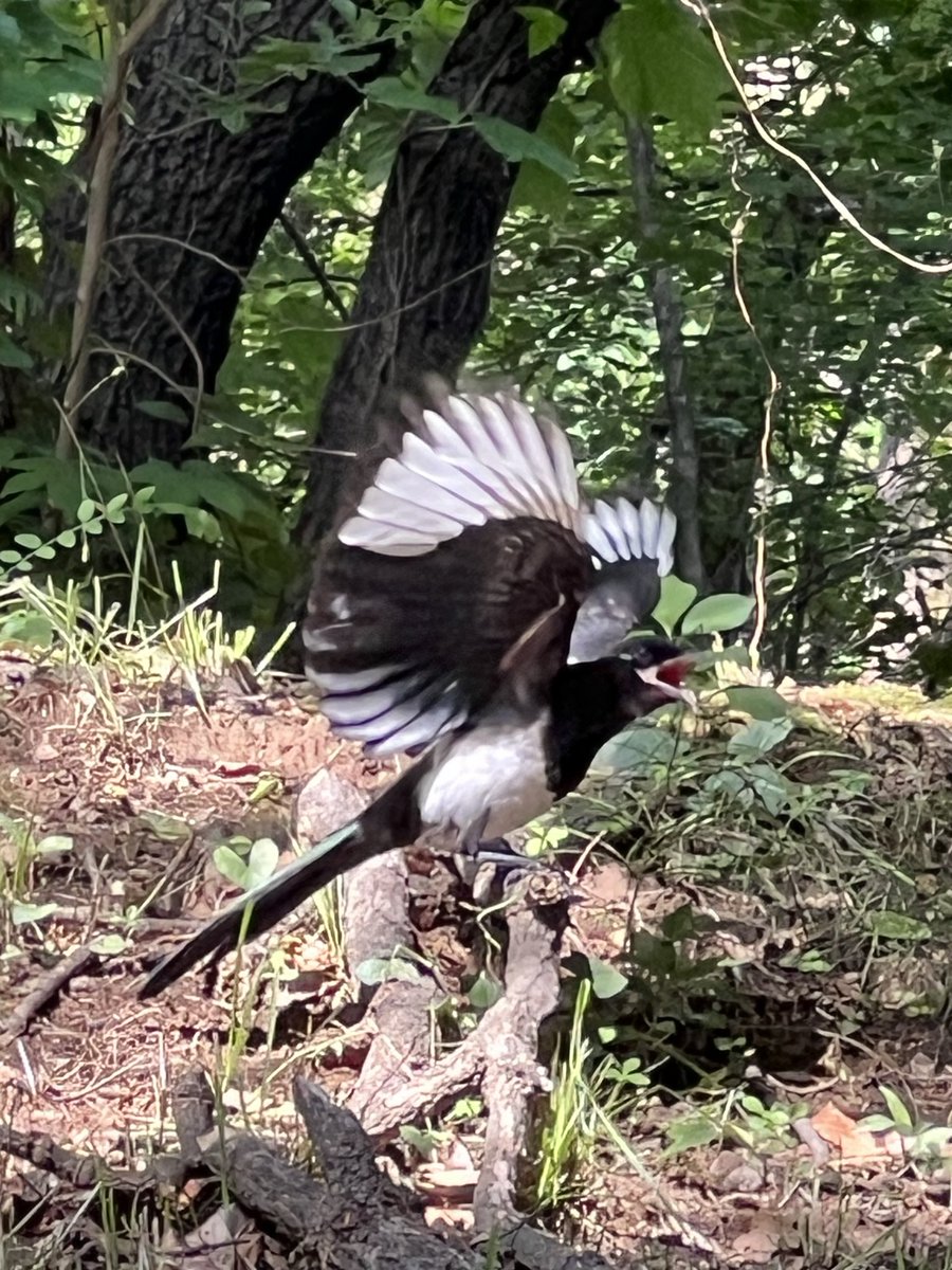 고방오리 オナガガモ 𓅰 tweet media