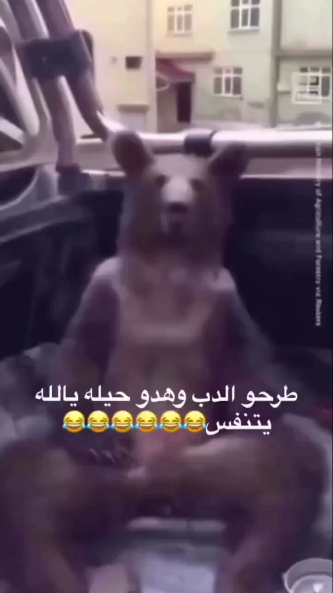 رويال فيفا 💰 tweet media