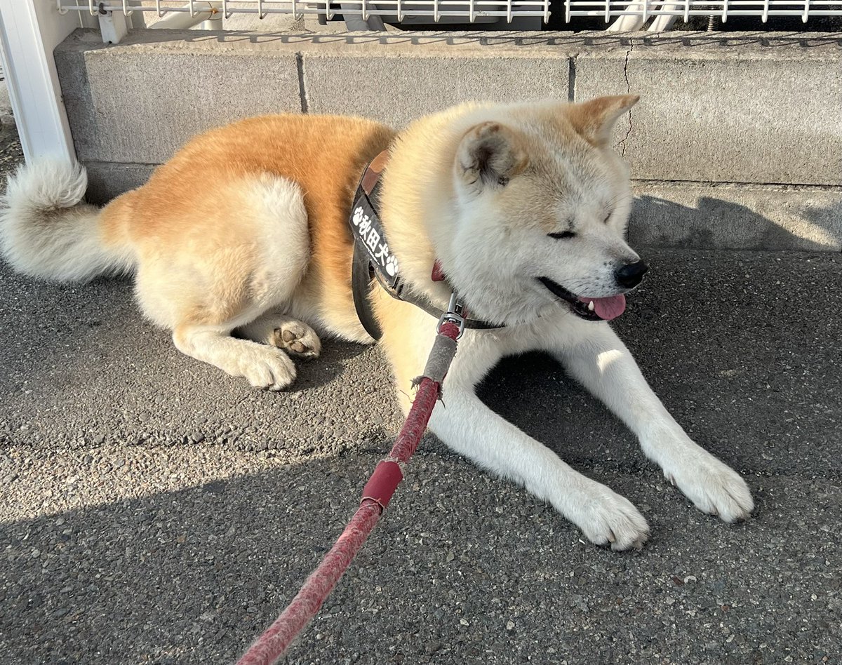 秋田犬 むぎ🐾 tweet media
