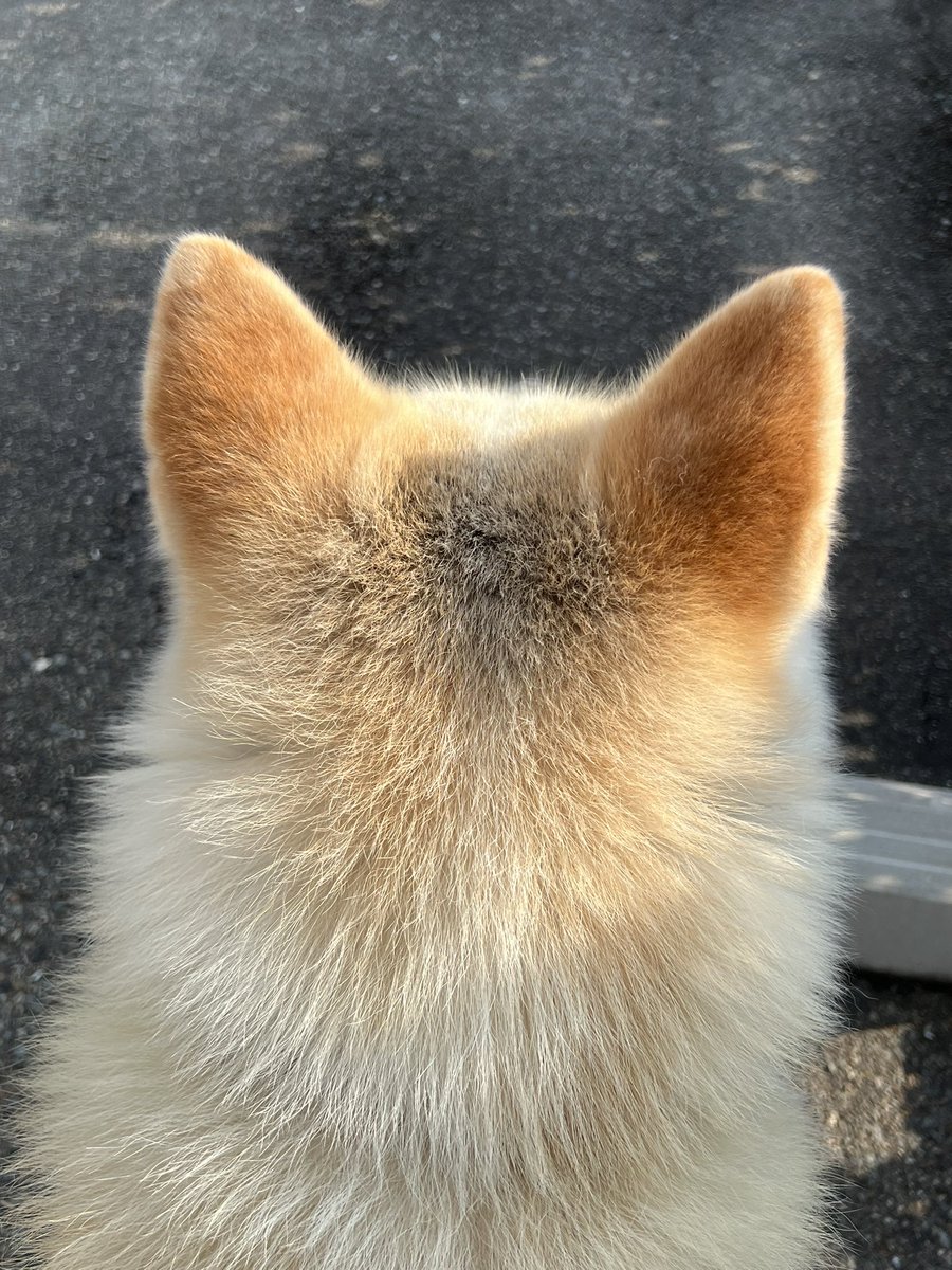 秋田犬 むぎ🐾 tweet media