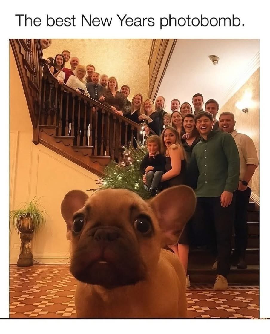 Puppies 🐶 tweet media