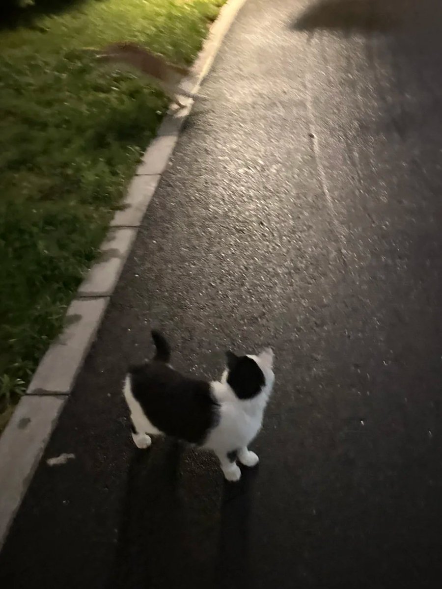 DialogueInto's tweet photo. Encountered a road-blocking cat at night. https://t.co/AIG1y6mbiq