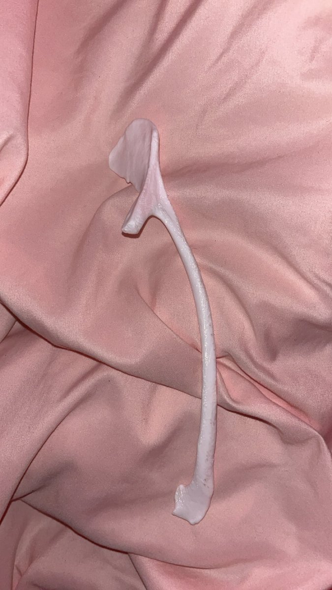 quinn BROKE THE WISHBONE tweet media