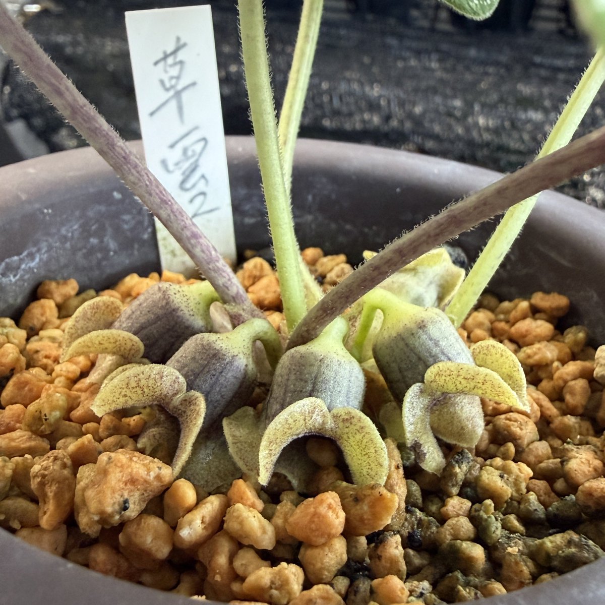 モノドラカンアオイ 草雲2 開花！ よく見たら古い葉の軸は泥軸になってる