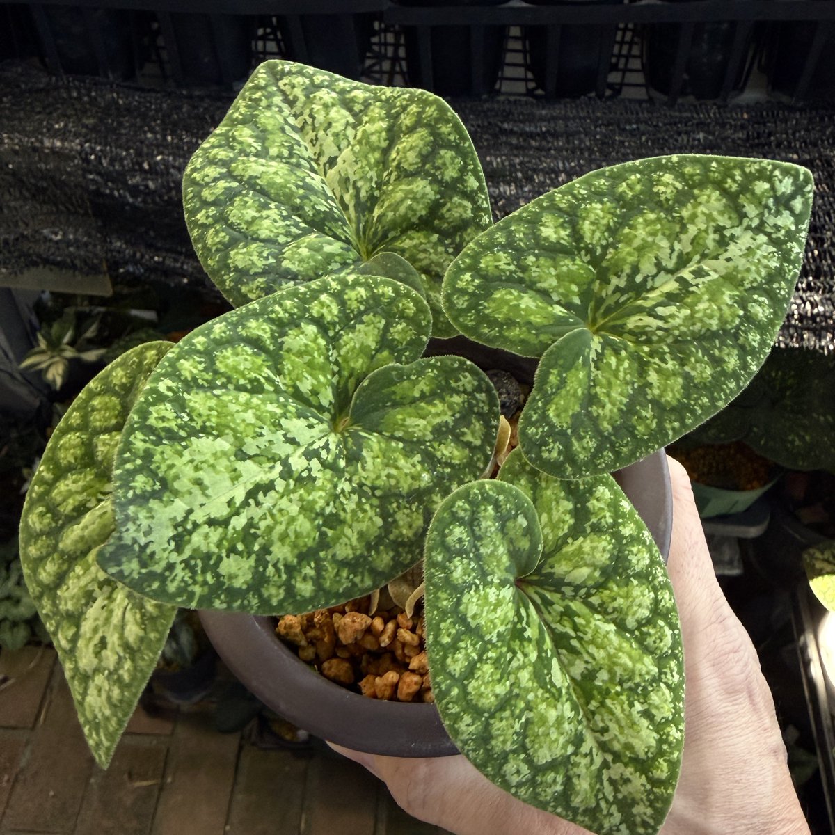 タマノカンアオイ　雷雲 モノドラカンアオイ 草雲2 開花！ よく見たら古い葉の軸は泥軸になってる