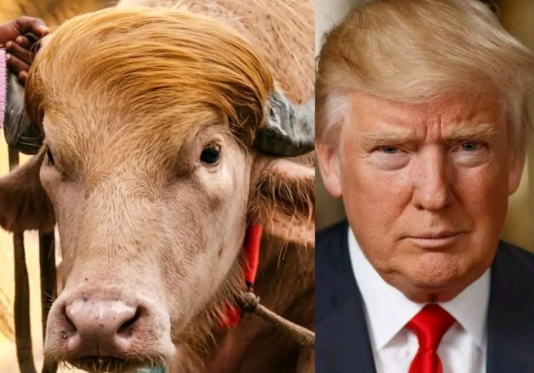 Shoebchy's tweet photo. The Bangladeshi albino buffalo named 'Donald Trump' has created a stir in the global media. People around the world want to know how President Trump reacts to this. 😀 https://t.co/mog4epjrAP