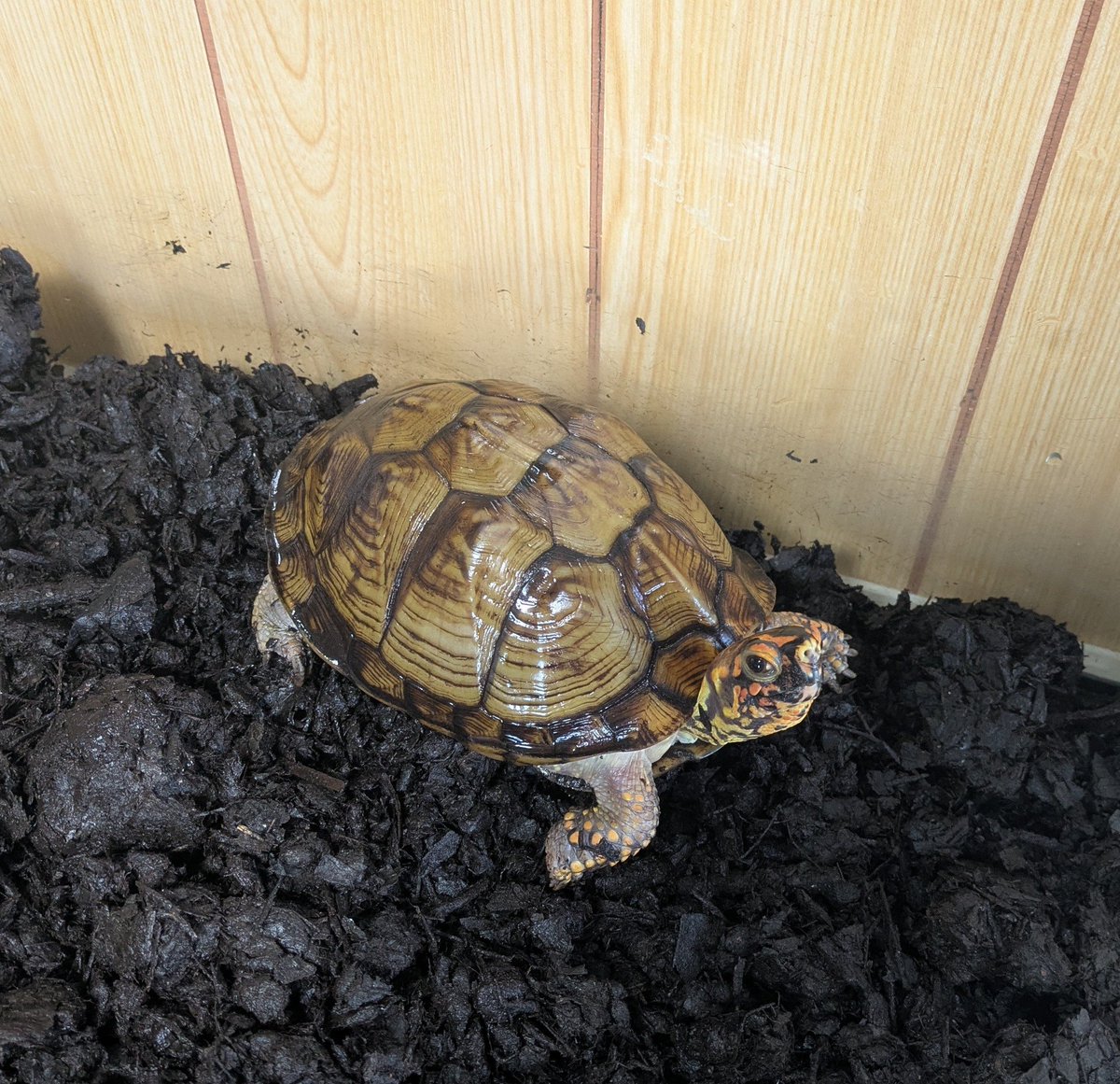 darumamaru's tweet photo. きのうは「世界カメの日」だったそうで🐢

腐葉土に小バエみたいなの湧いちゃったので朝から全取っ替え
合わせて温浴もさせたけど、ここのところウズラミンチ嗜好性良いからって毎日せっせとあげすぎました💦

わき肉ムッチムチ💦

ダイエットさせなきゃ🥲

#ミツユビハコガメ https://t.co/pLDG2ihuFM