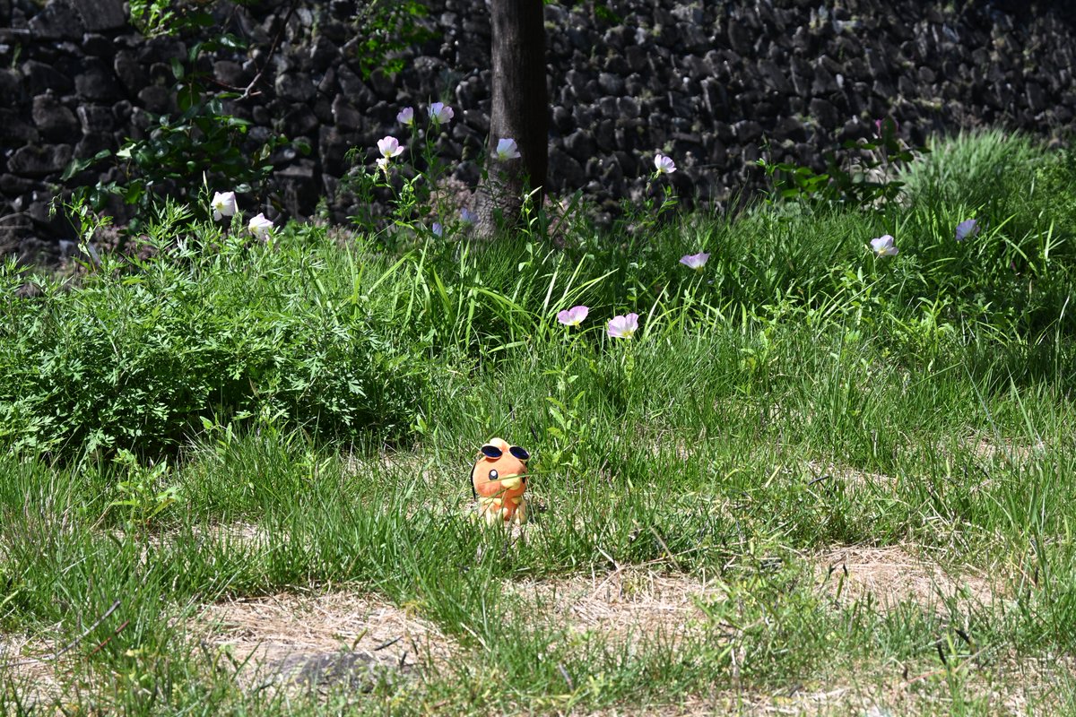 LifeisChamo's tweet photo. #私はカメラでこんな写真を撮ってる人です
練習中ですチャモ🐥📸 https://t.co/oWzSl3YGLP