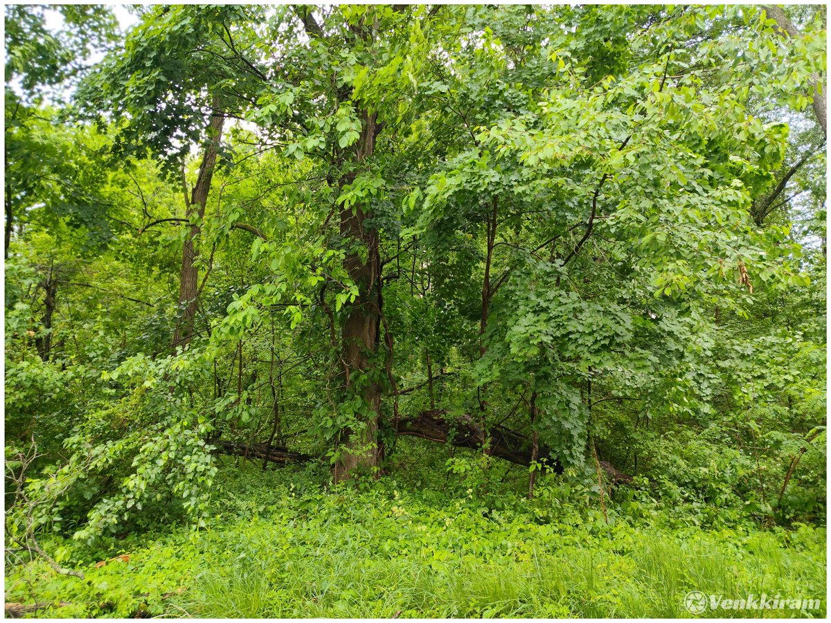 venkkiram's tweet photo. The Planet needs more Trees! π³
Let's fill the timelines with Tree Photographs π²
Mine, π
The lungs of our planet, breathing life into the horizon. β¨
#venkkiclicks #TreePhotography #TreesOfX #PlanetNeedsTrees #NaturePhotography #GardenStateGreen #NJViews #SaveOurPlanet #GoGreen #ForestMagic #PhotographyOnX #TreesOnX