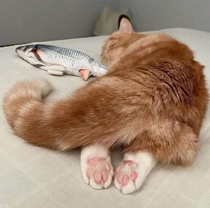 _ko_mon's tweet photo. good night, sweet dream
#photo via tumblr
#catgang #cats #CatsOfTwitter #Caturday #HappyCaturday #CatLovers #CatsOfX https://t.co/QIrU9FH8jG