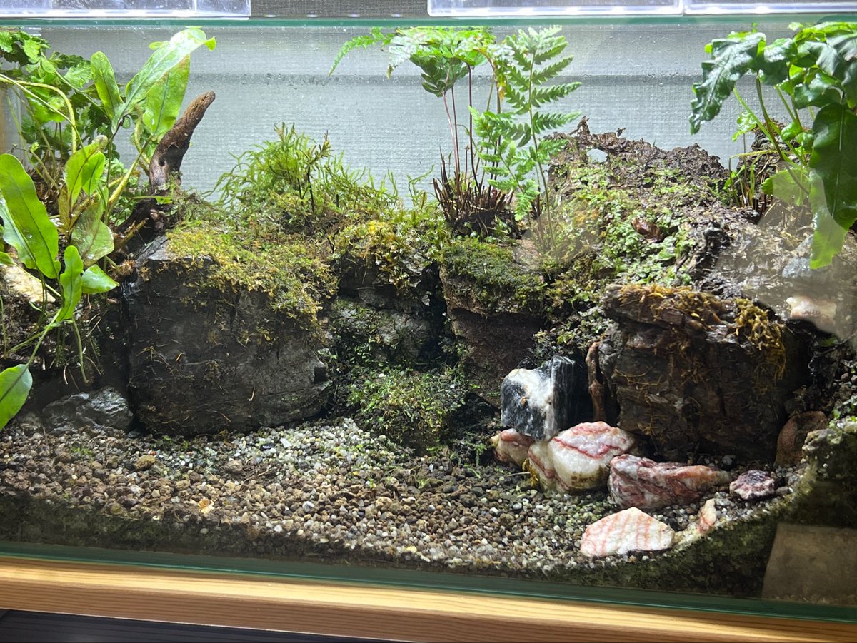 antsbase_label's tweet photo. ワラジムシに苔を荒らされてやや荒れ気味ですが、今はアギトアリもワラジムシもいなくなってしまった方のテラリウム。
今年はここにオキナワアギトアリを入れたいですね〜 https://t.co/8lOGcNTbL5