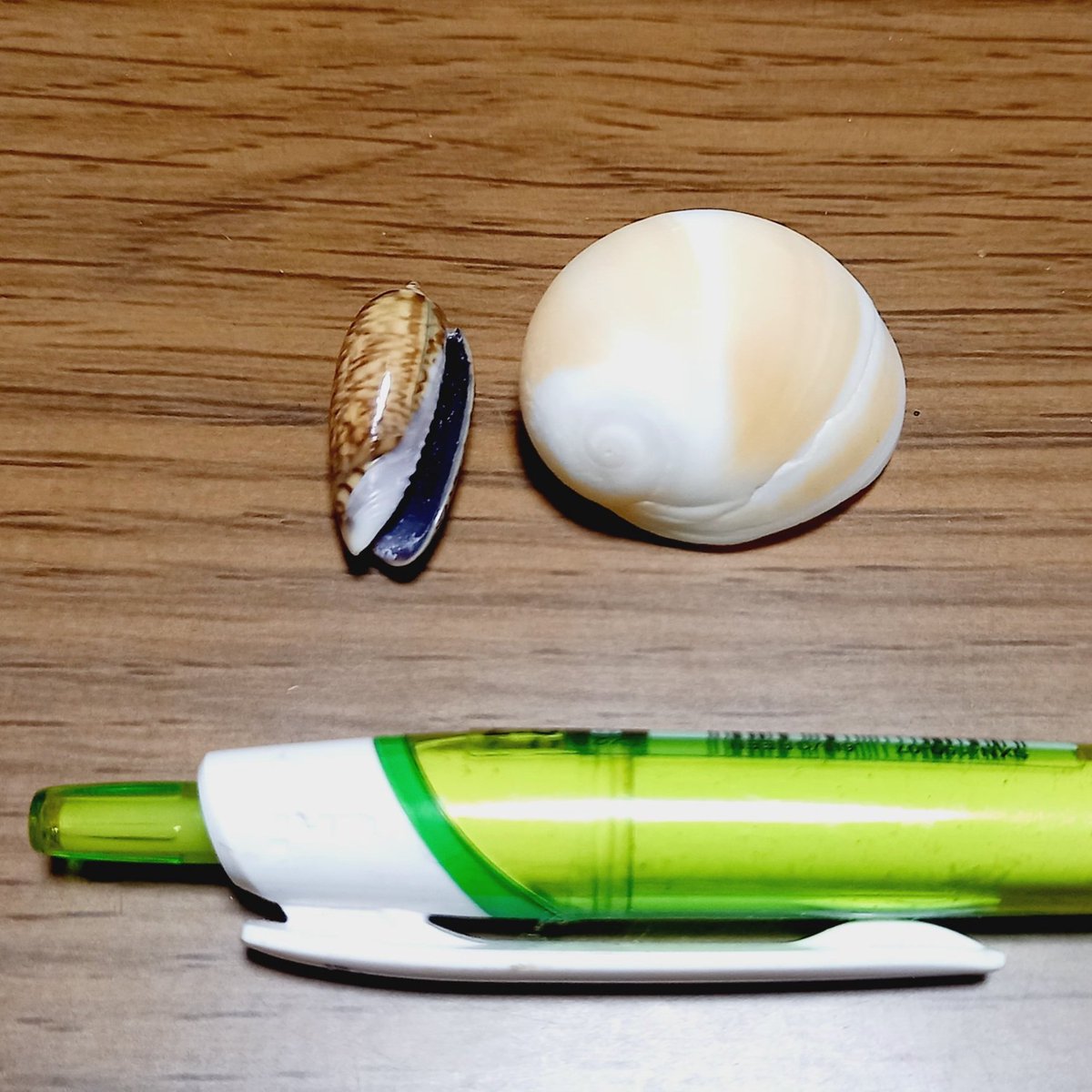 nannoingade's tweet photo. ウチヤマさんとミニマクラガイ

ただの貝殻ではありません
子が学校を休んだとき、憧れてやまない近所の上級生が｢子ちゃん貝殻好きなんだよね？あげる｣と拾ってきてくれた尊いものです https://t.co/T6T6WncBhT