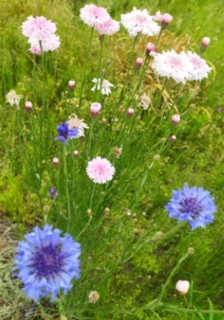 lovetankko's tweet photo. おはようございます😊🏵️🌿

５月２４日(日)の
岡山南部は曇り時々晴れ🌤️
最高気温２７度🌡️予報
なので今日は暑くなりそうです😆✨

午後からお義母ちゃんの面会に行ってきます🚗

今日は私の誕生日なんです
気持ちはミーハーで若いんですが、ちょっとした段差につまずくという😅　運動せねば自慢だった筋肉💪も落ちてきました
運転も気をつけたいです🙆

皆様  良い日曜日をお過ごし下さいね～💖