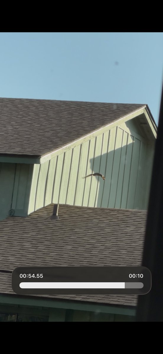 JoshSabol's tweet photo. all squirrels can be flying squirrels if they dream big enough https://t.co/OtUIuCiTvc