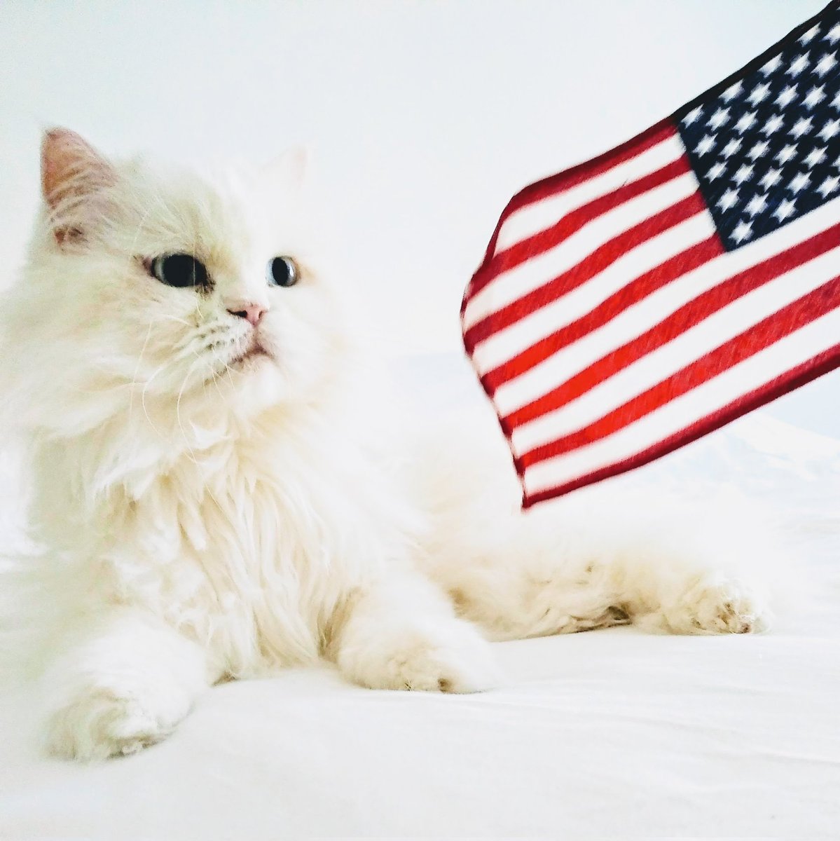 BONNIE BEHREND ❣️🇺🇸🪶 tweet media