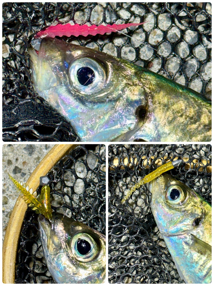 fr_chopper's tweet photo. 外洋時化てしまったので昨夜はACTY君誘ってまったりアジング🎣
お馴染みゼイゴーL、S、フェアリーテイルMの他ブリーデンのネジネジでも☝️😉
#INXlabel
#インクスレーベル
#ゼイゴー
#フェアリーテイル
#BREADEN
#トレバリズムヨギ510CStip
#トレバリズムキャビン506TStip
#ネジネジ
#PR https://t.co/DM8KUtbHue