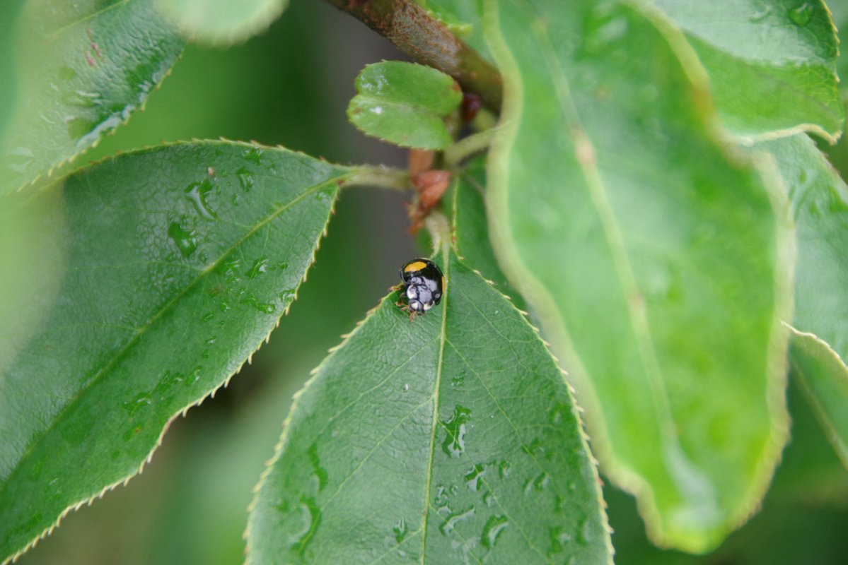 U*'エ'*)*'□'*) 🐞