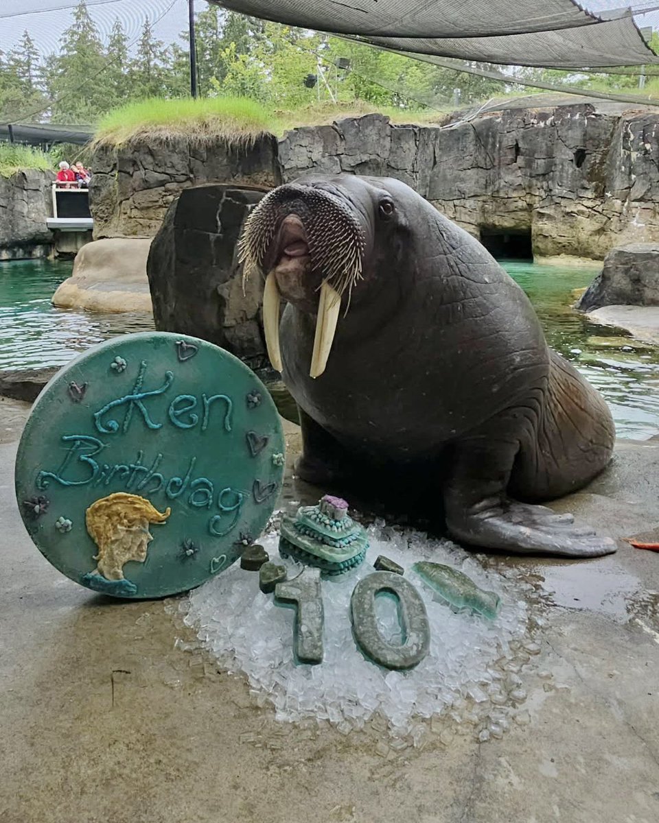 PtDefianceZoo's tweet photo. Balzak turned 10, and this 3,000-pound birthday walrus brought full Kenough energy to the celebration! 🎉 From cool enrichment treats to a party packed with beachy birthday vibes, Balzak celebrated his big day in true walrus heartthrob style. Ken would definitely approve. 💙 https://t.co/rjoWp1LwN8