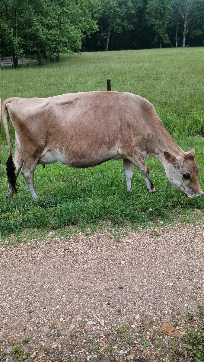 D’Ranch Life tweet media