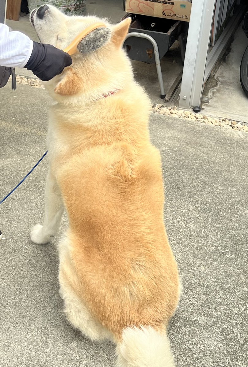 秋田犬 むぎ🐾 tweet media