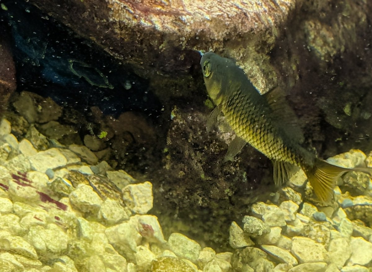 Edge75933915's tweet photo. なんか気がついたら金魚が勝手に増えてた（笑）
食物連鎖を乗り越えて（笑）

#アクアリウム https://t.co/7K8gh3RHof