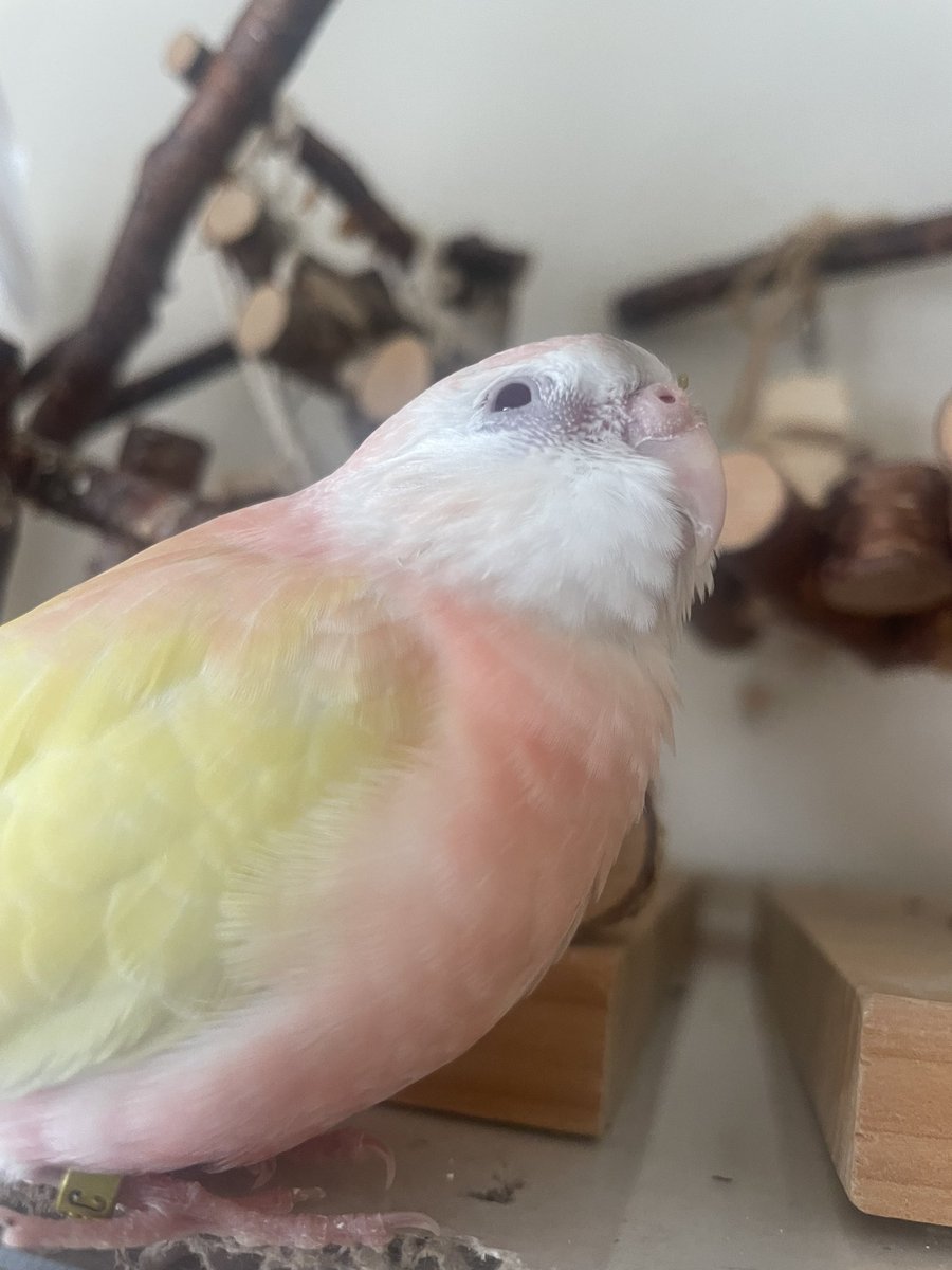クロエ🐦@鳥垢 tweet media
