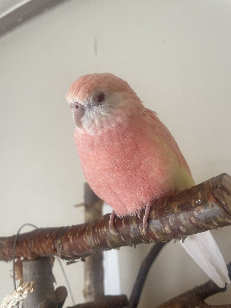 クロエ🐦@鳥垢 tweet media