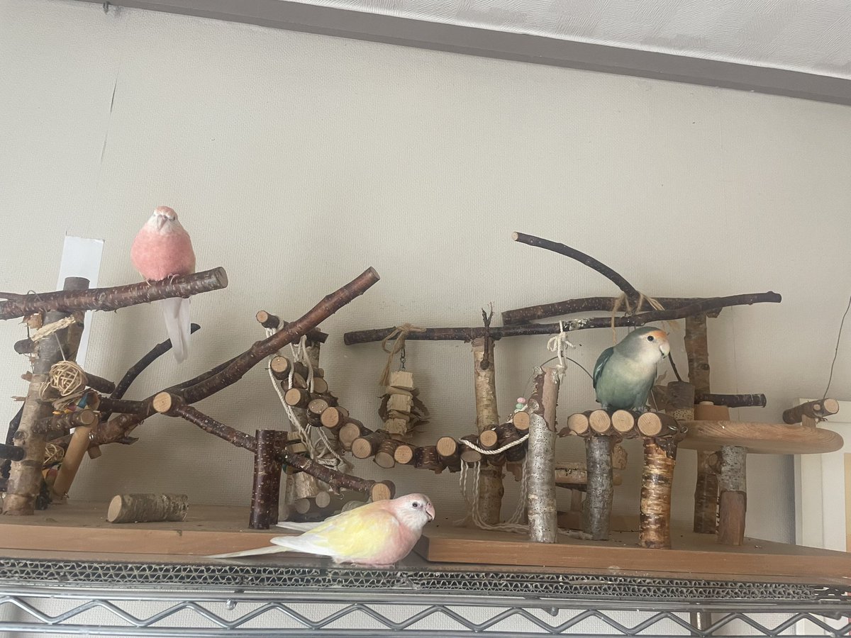 クロエ🐦@鳥垢 tweet media