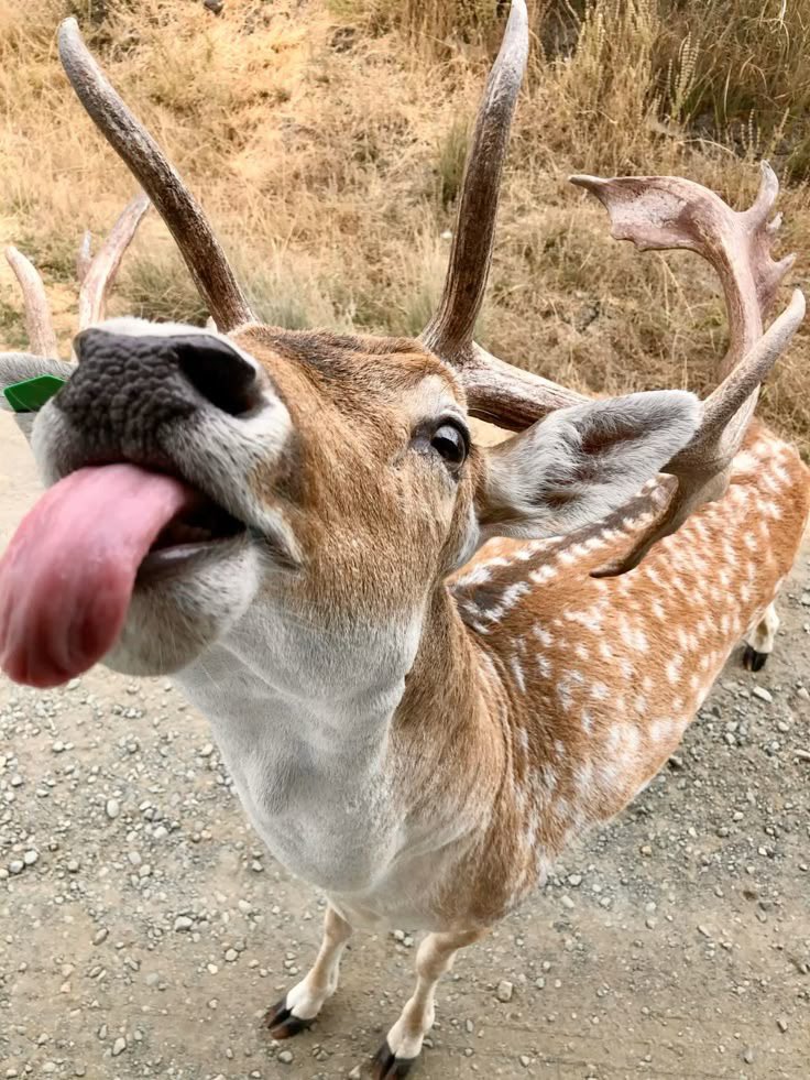 deer tweet media