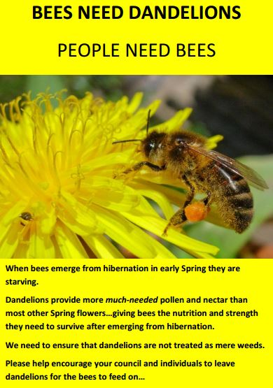 ECOWARRIORSS's tweet photo. Weeds are resilient native plants essential for Bees and nature that the pesticide industry has successfully demonized so people are obsessed with getting rid of them and companies like Bayer can rake in a huge profit whilst Bees and birds starve and die https://t.co/hZTFOlUtq4