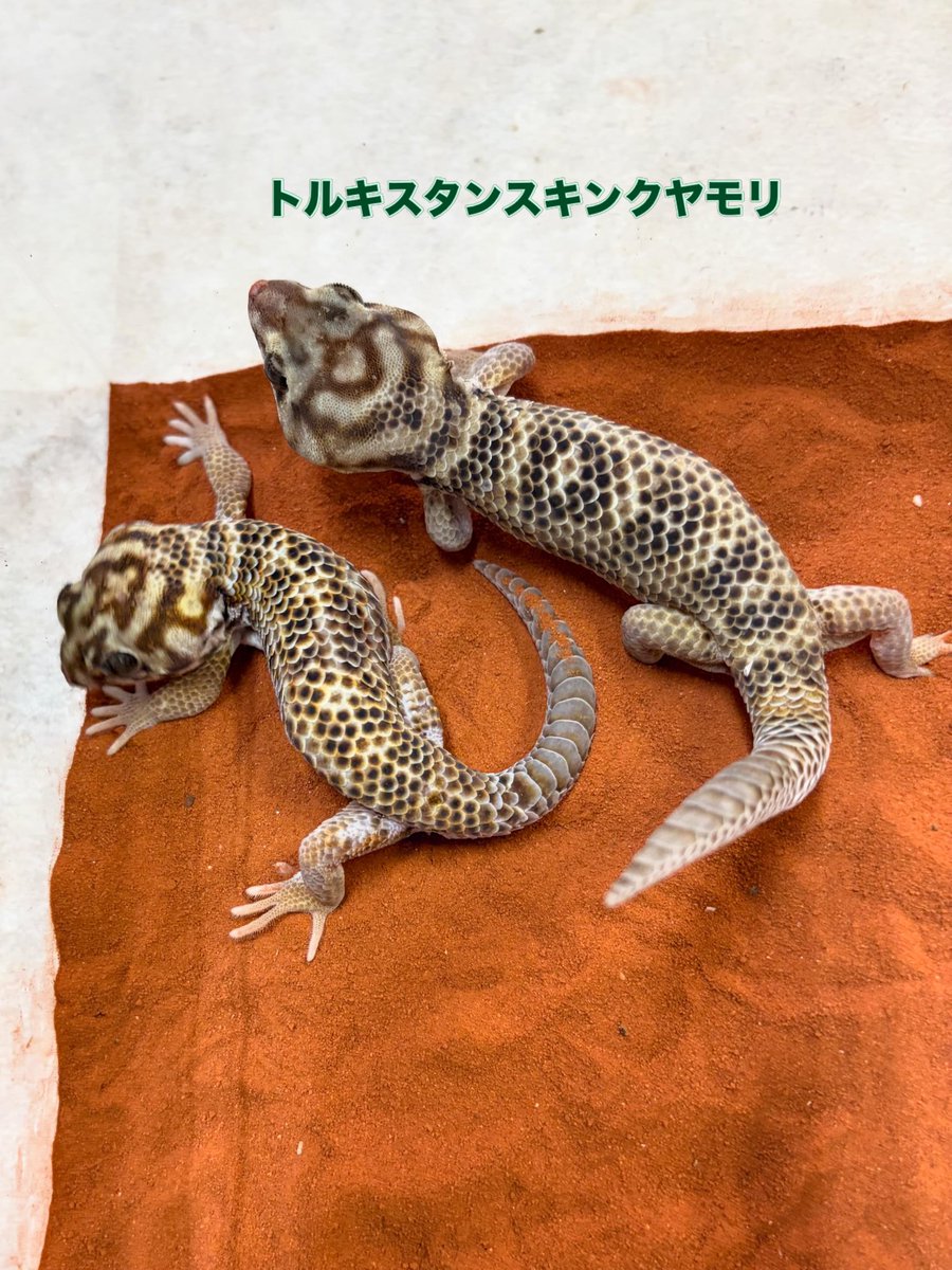 RepNAGUS's tweet photo. 色々入荷してます
ヒナタヨロイトカゲペア取り可能
トルキスタンスキンクヤモリペア
クレス各モルフ多数

5/24 13時~19営業

新潟県見附市
RepNAGUS

#ヒナタヨロイトカゲ
#トルキスタンスキンクヤモリ
#リリーホワイト
#フラペチーノ
#RepNAGUS https://t.co/0RDSaWc5Ha