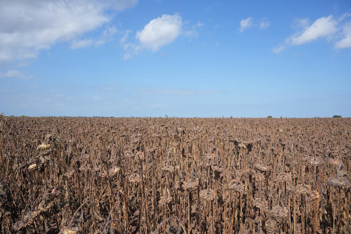 CelidaLopezc's tweet photo. Hoy acompañamos con mucha emoción a nuestro Gobernador @AlfonsoDurazo a un recorrido por uno de los campos de girasol en Cajeme junto a nuestra secretaria de @Agricultura_mex, @columbalopezg, @JuanMGonzalezA representante de Sader en Sonora, Juan Soqui, propietario de la parcela y el equipo de investigadores del @Inifap.

Como lo dijo nuestro gobernador, el girasol, la canola y el cártamo están dando resultados muy favorables en la reconversión productiva con menos consumo de agua.