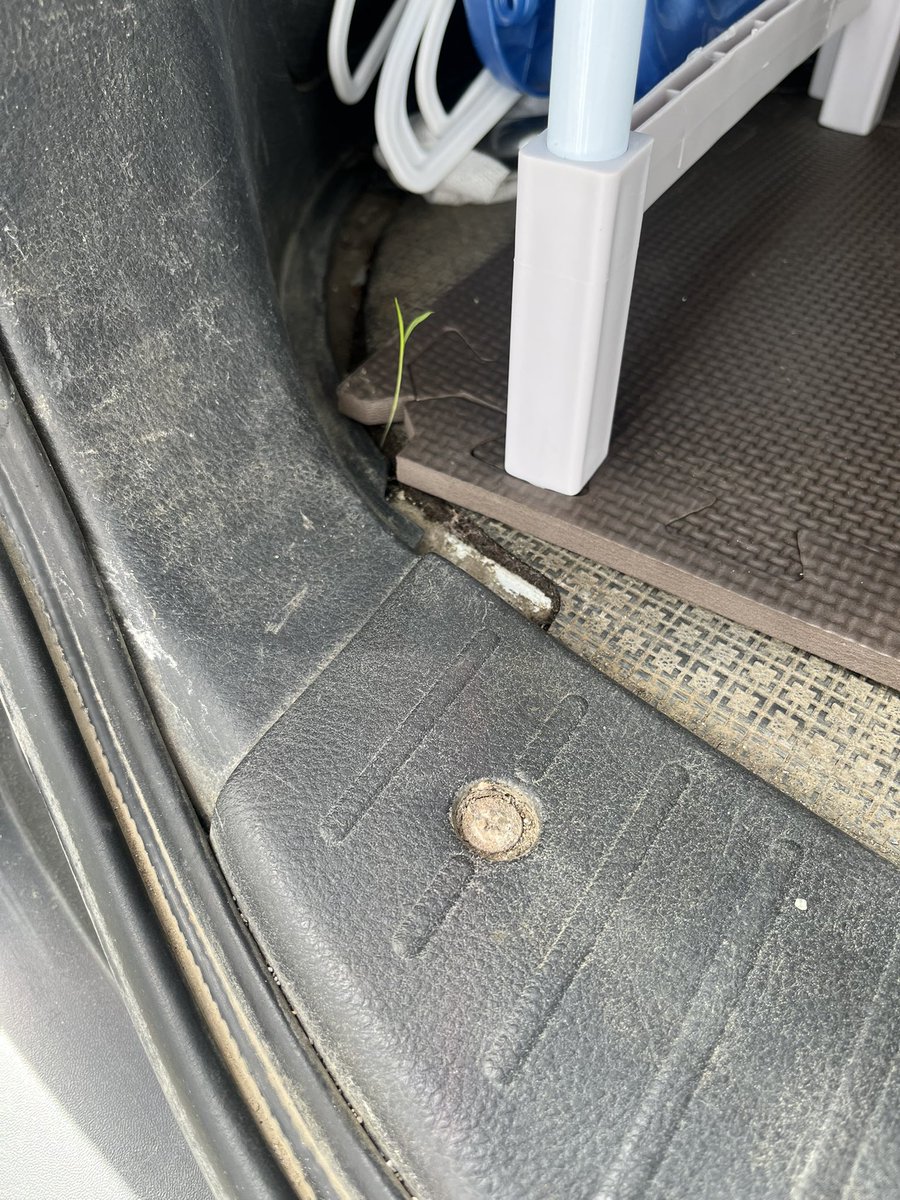 AzuLkun83's tweet photo. 社用車のトランクに
小さな命誕生。 https://t.co/52RrwtOgCG