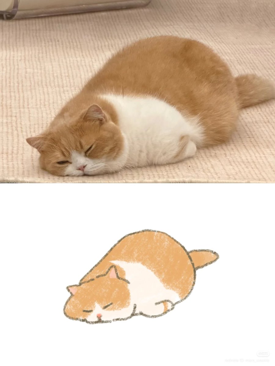 No Context Cats tweet media