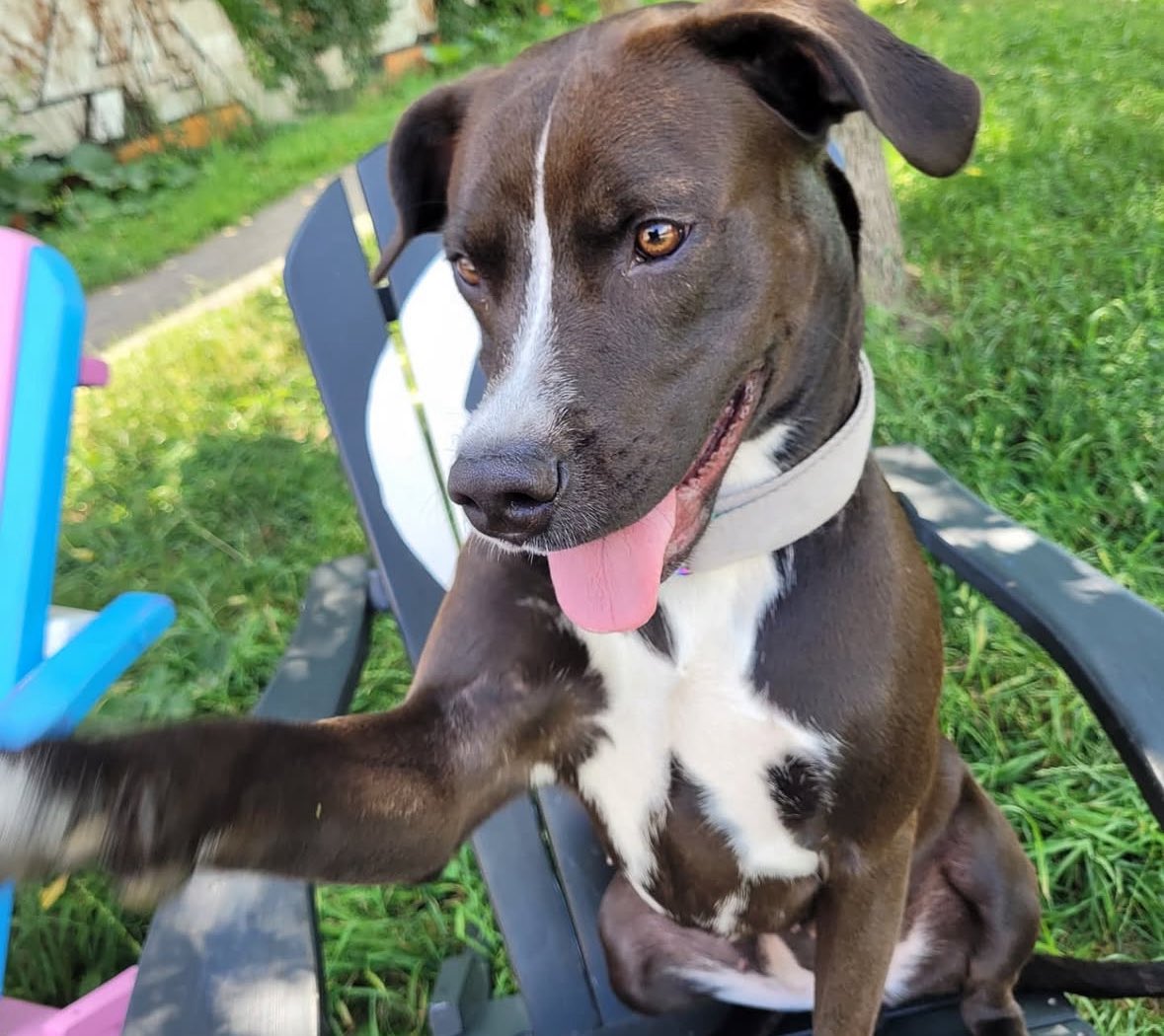 CelestialWarmth's tweet photo. @airtransat I have a brother-in-law that wants to travel to Portugal with us in July.  He wants to bring his trained affectionate and social Labrador-Bull mix breed dog with him.   Before she gets all her all veterinary requirements done, can she accompany us on the flight ✈️? https://t.co/fEbab4qomJ