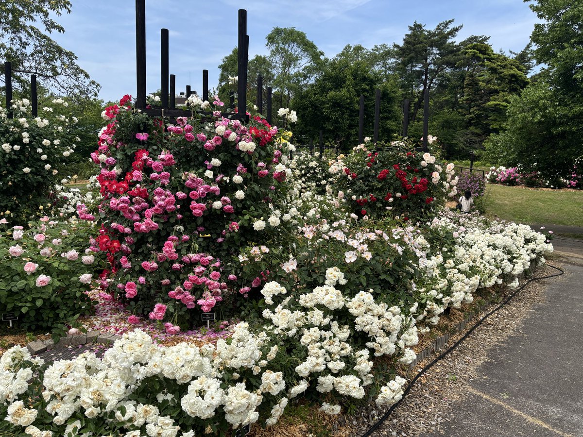 joycardmk2's tweet photo. #スターダストレビュー
#鳥取花回廊
#fmcocolo765

花回廊なう
昨日のテアトロンに続き今日の花回廊も良いお天気です。 https://t.co/LKzVQy7zUW