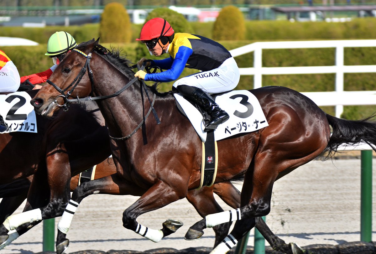 順光って素晴らしい ツヤツヤお肌のお馬さんは素晴らしい