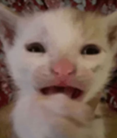 ElKitty tweet media