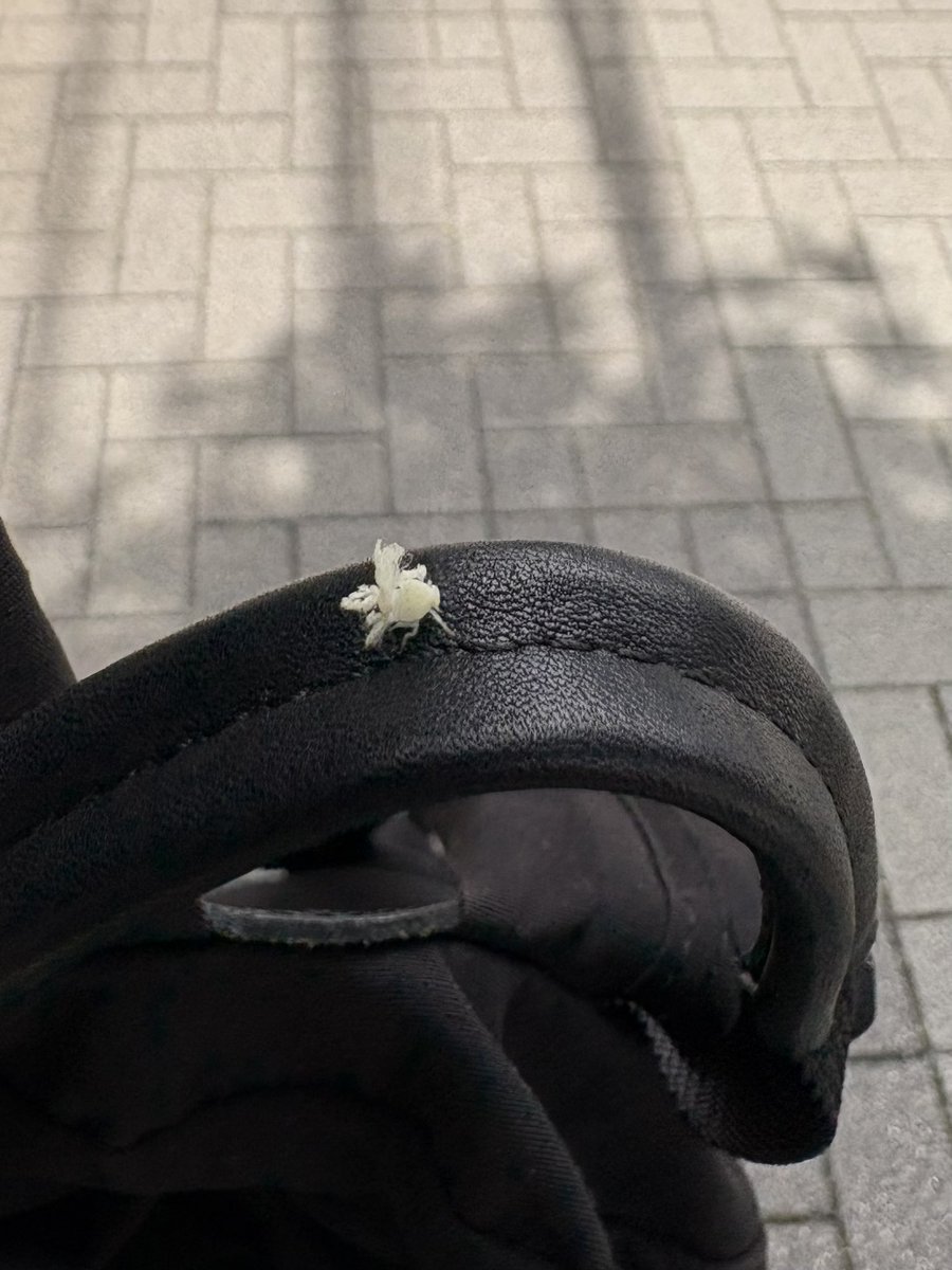 tranquilo_take's tweet photo. リュックに謎の生物がとまったんやけど…
何これ？妖精？？ https://t.co/8nRW2K86AL