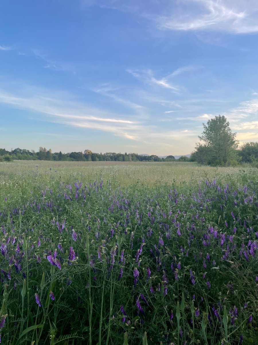 oregonlass's tweet photo. Today I walked 1 mile as the sun set https://t.co/k2P1bt8L7g