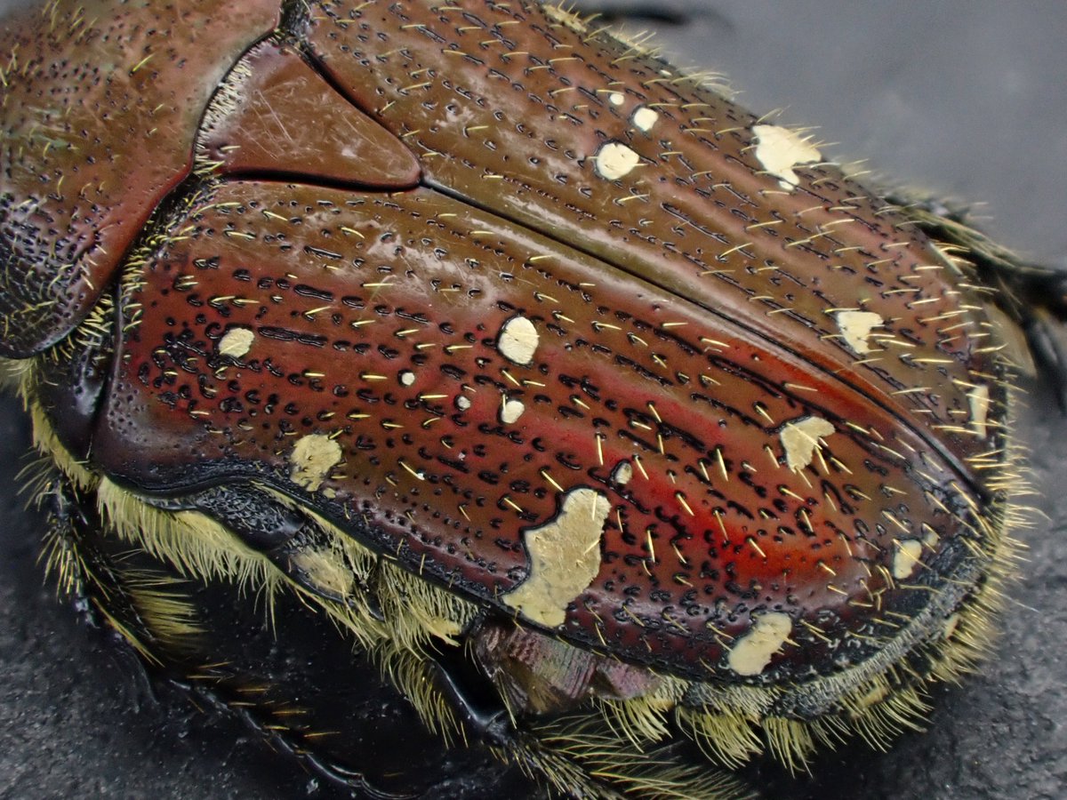 Damaster & Carabus tweet media