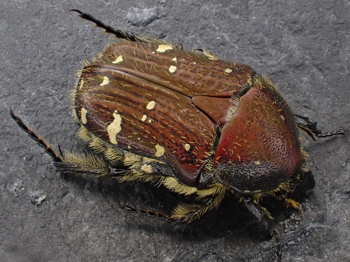 Damaster & Carabus tweet media