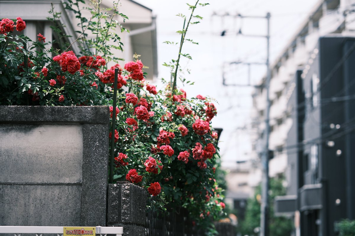 hiro_san430's tweet photo. ぶらぶらスナップ📷

#スナップ写真 #キリトリセカイ https://t.co/EvnkZVODQH