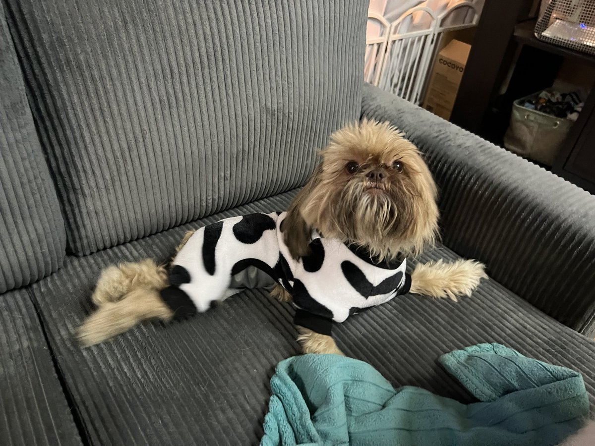 TheHerdHouse's tweet photo. Moove over flannel. There’s a new house cow in town.
#FallFashionWeek https://t.co/phjBIAWpGC