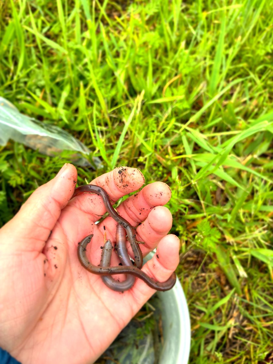 ccchiboooo's tweet photo. アオダイショウとミミズと私。
今年は秋田県の八郎潟へ鯉釣り遠征に行きます！

#鯉釣り #カープフィッシング
#生き物大好き https://t.co/Wy8NH4tiDA