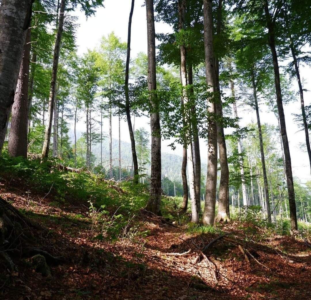 parcoDF's tweet photo. #GiornataEuropeaDeiParchi
Alla montagna ci si affeziona piano piano. Ci sono alberi da andare a trovare, da salutare con gioia, picchi e guglie da fotografare da lontano.

Ph. 
Tommaso Lizzi
Luca Bincoletto
Giovanni Bertagno
Fabiano Bruna

#educazioneambientale #montagnadavivere https://t.co/OyqQaN1BAT