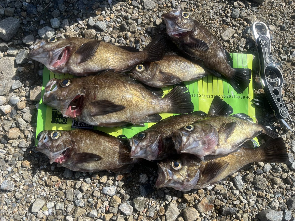 ctakataka's tweet photo. 結果
28cmまでを15匹ぐらいでお持ち帰りは8匹🐟
ちょっと荒れてて活性は良かった！
また来週かな〜
同行した友人はアコウやっててイイなぁって思いました😆 https://t.co/gLYsp40uWC
